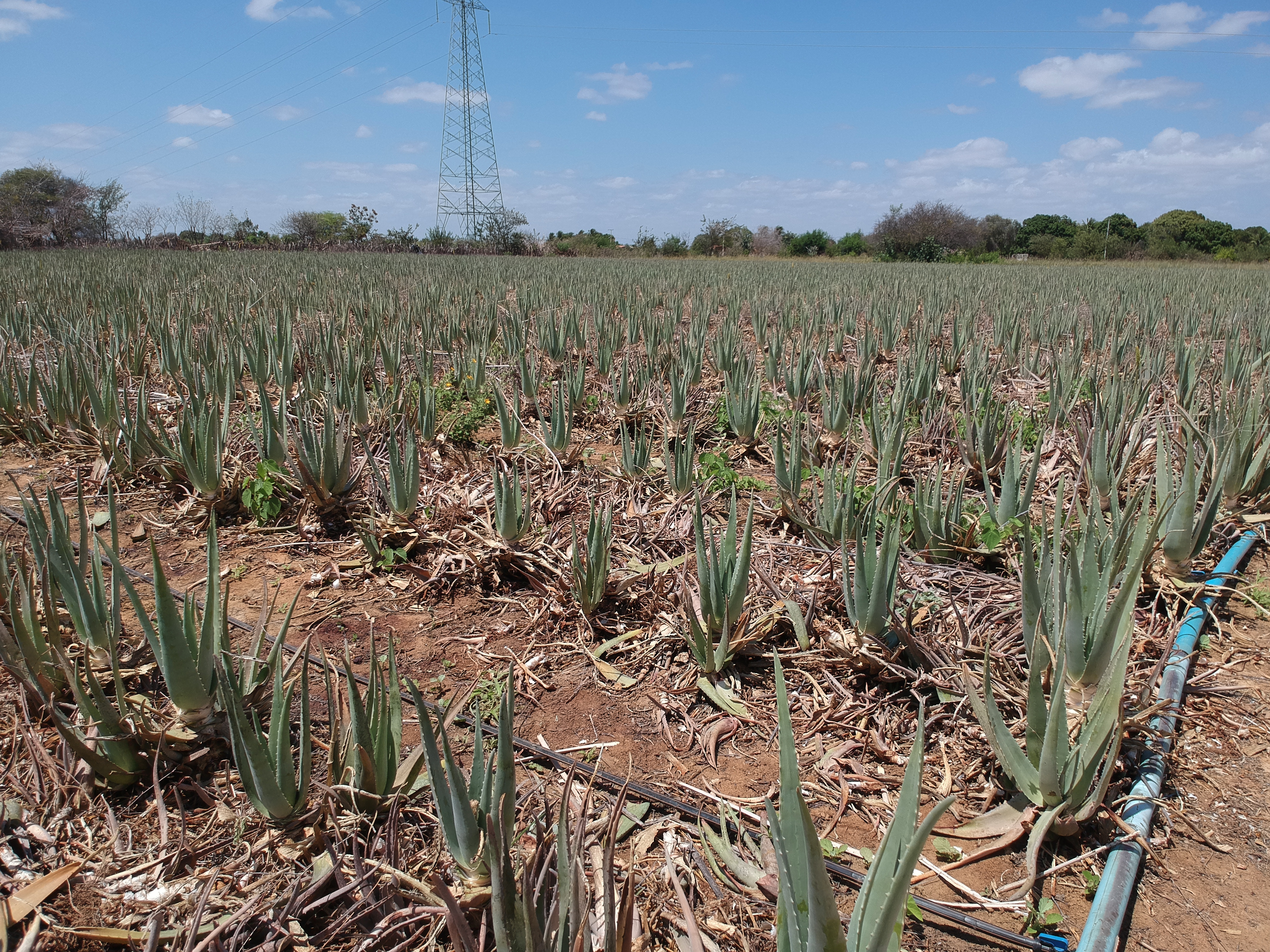 Pilar plantation, Bahia