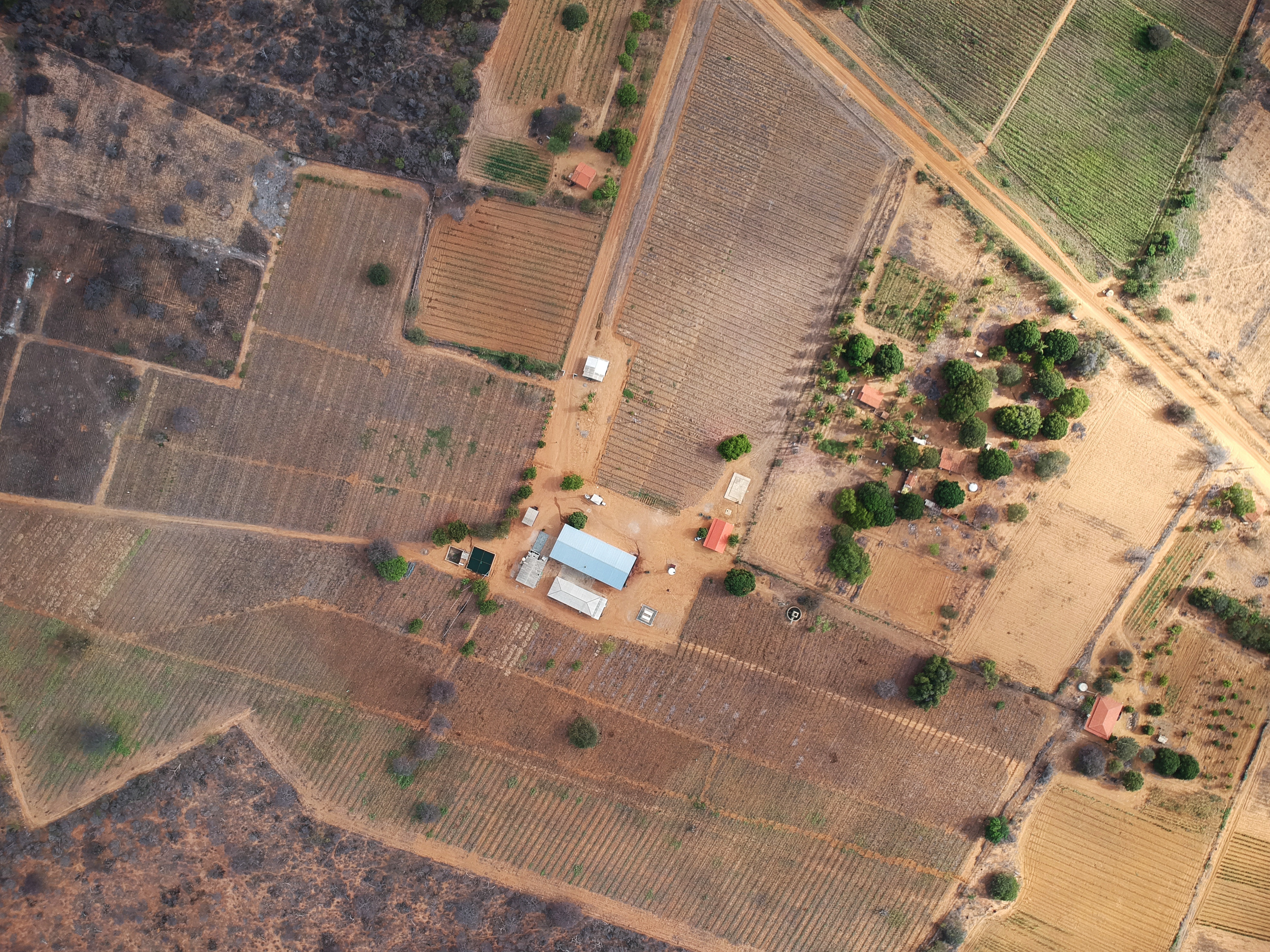 Sorelle plantation in Bahia, Brazil